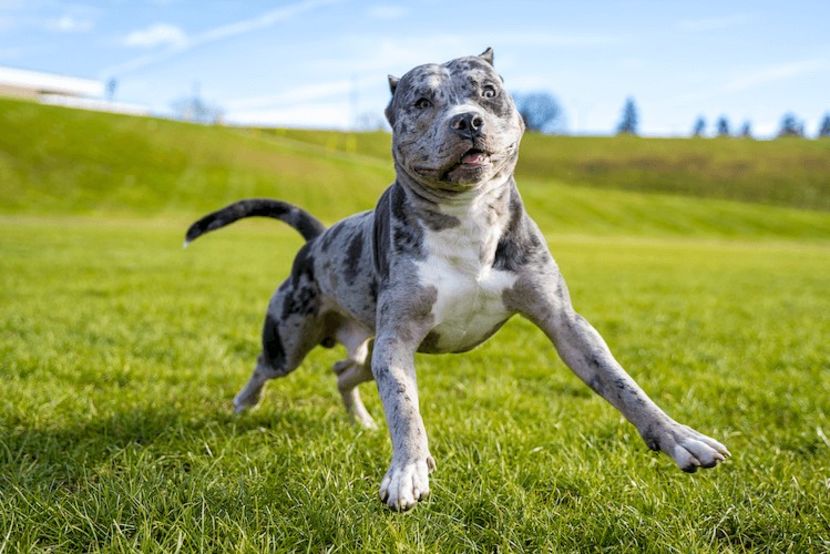 Merle-Pitbull - Blacky