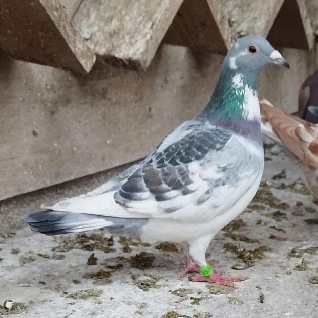  - Nu îmi aparțin 8