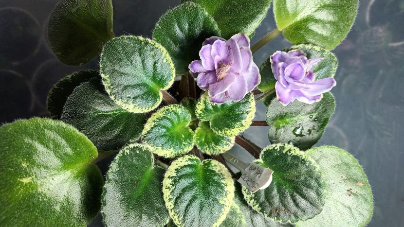  - Buckeye Saucy Irish