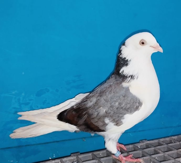 28080  femelă  2024 - Plecați ALBUM 4