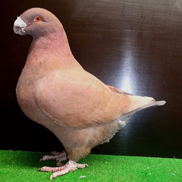  - Masculi pentru 2025