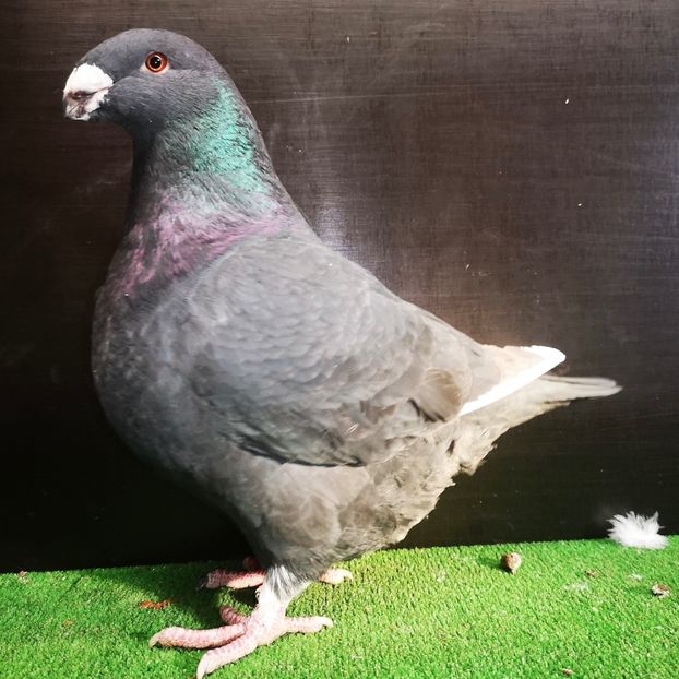  - Masculi pentru 2025