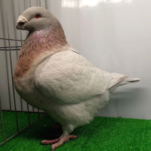  - Masculi pentru 2025