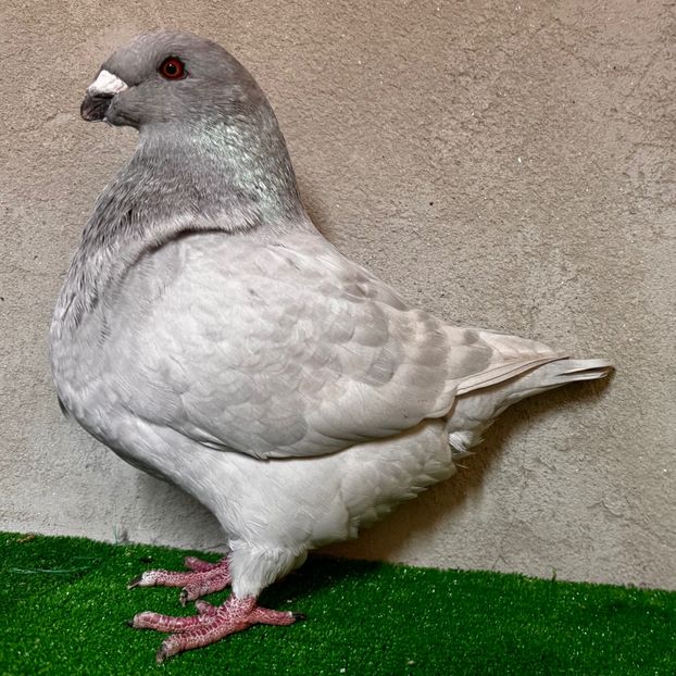  - Masculi pentru 2025