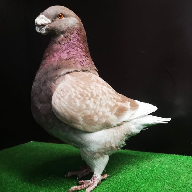  - Masculi pentru 2025