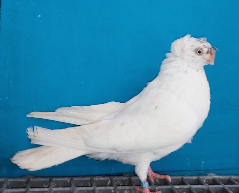 13416  mascul  2024 - Plecați ALBUM 4