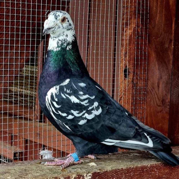  - Nu îmi aparțin 8