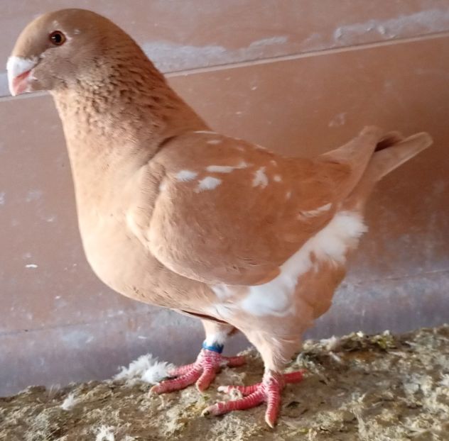 F 2024 - AGH PENTRU 2025