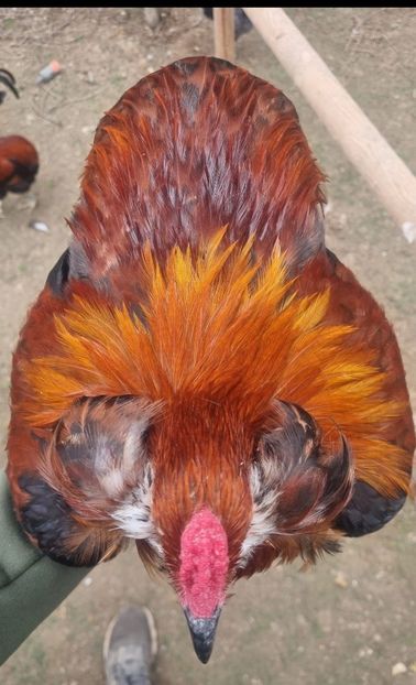 Araucana Gold sau Aur - 2025 Gaini Araucana Salbatic Gold Argintii si Gat Auriu