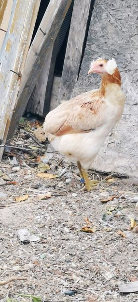 Araucana Gold sau Aurie - 2025 Gaini Araucana Salbatic Gold Argintii si Gat Auriu