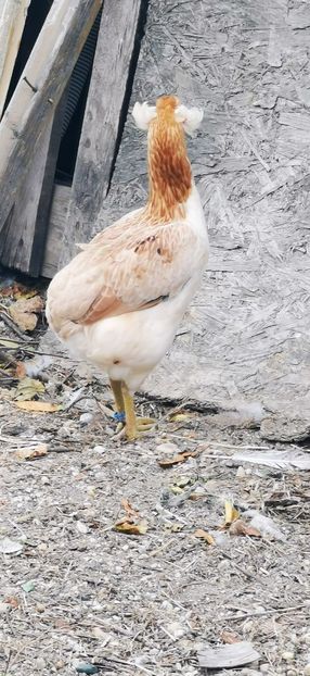 Araucana Gold sau Aurie - 2025 Gaini Araucana Salbatic Gold Argintii si Gat Auriu