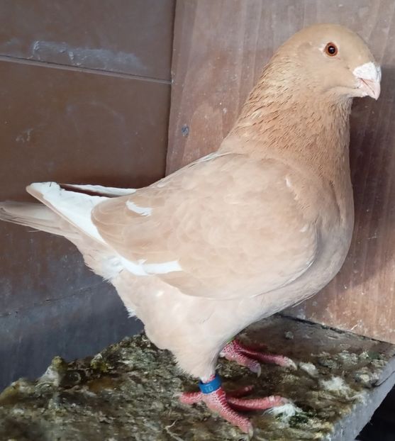 F 2024 - AGH PENTRU 2025