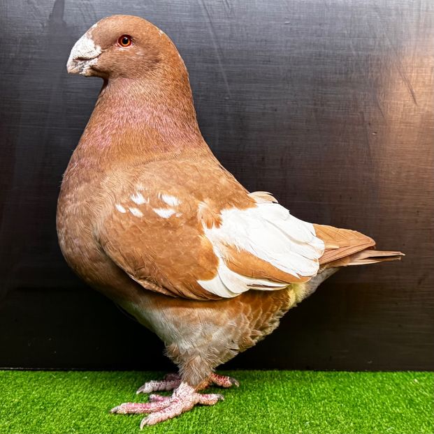  - Masculi pentru 2025