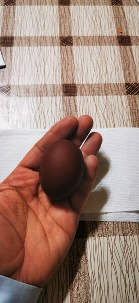 Oua Gaini Marans Negru Aramiu - 2025 Gaini Marans Negru Aramiu