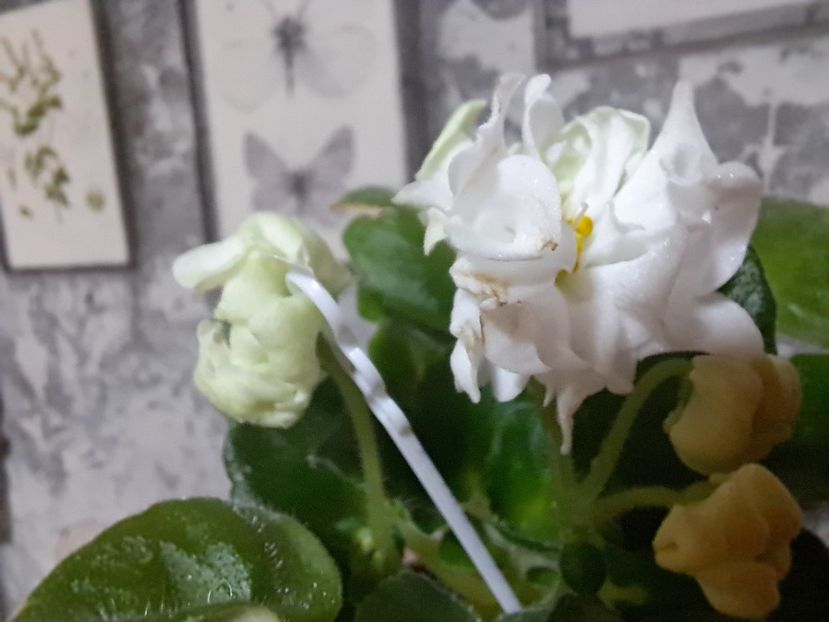  - Violeta DS-Prekrasnoe Daleko