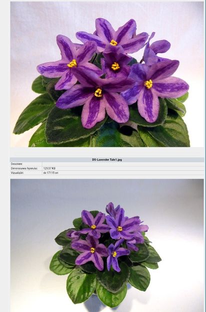 Foto net Dimetris - Violeta DS-Lavandovaya Skazka chimera floare