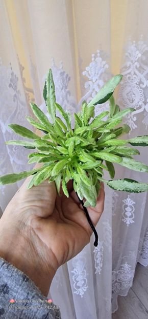 Foto Natalia Coroban - Violeta LE-Shotlandskiy Veresk sport chimera frunze