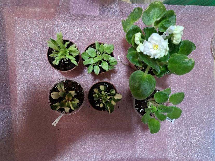 Dorinte implinite ianuarie2025 - Aaa Dorinte