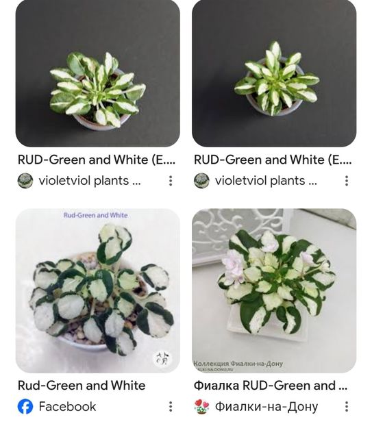 Foto net - Violeta RUD-Green and White chimera frunze