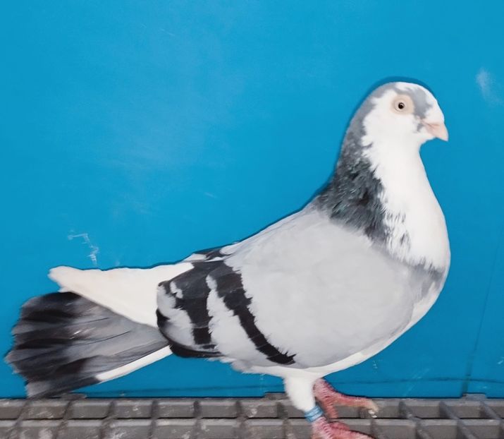 13377  Mascul  2024 - 00001 porumbei dragi mie arhivă