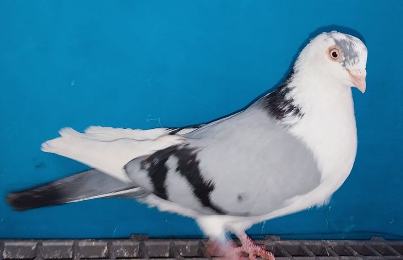 13358  Mascul  2024 - Jucători de Galați