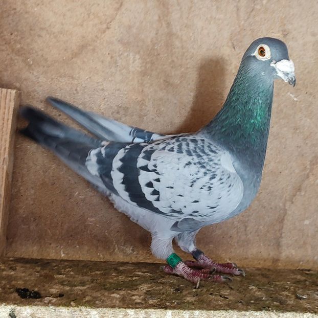 Mascul 18-729 - Stropit