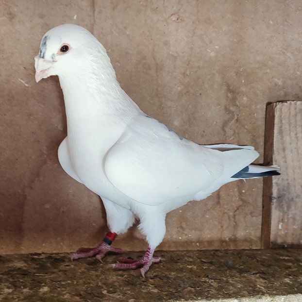 Mascul 23-867 - Alb pata