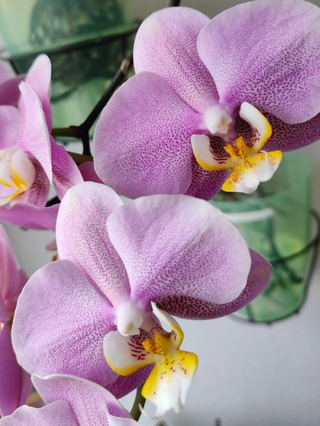  - Orhidee_3_monopodiale