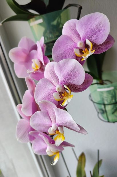  - Orhidee_3_monopodiale