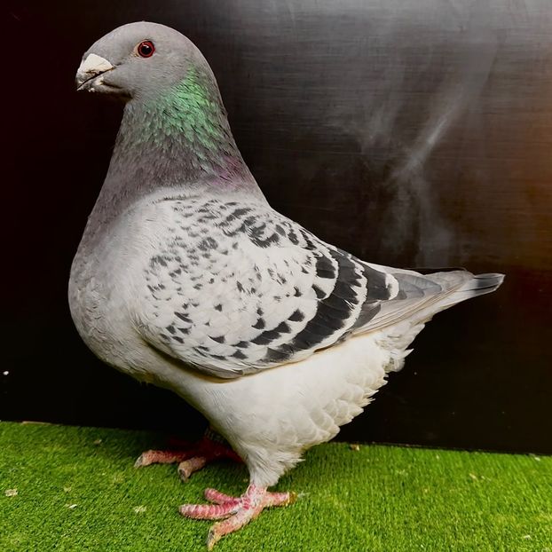  - Femele pentru 2025