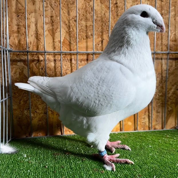  - Masculi pentru 2025