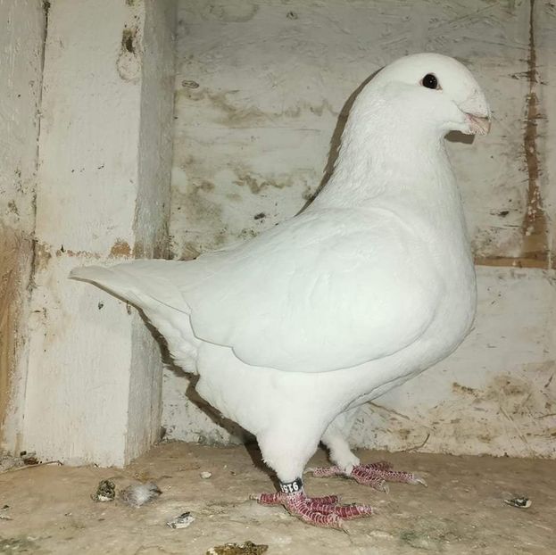  - Masculi pentru 2025