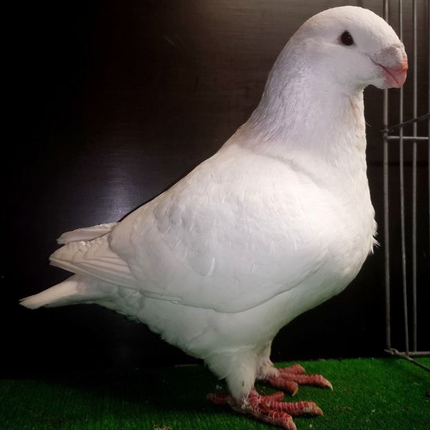  - Masculi pentru 2025