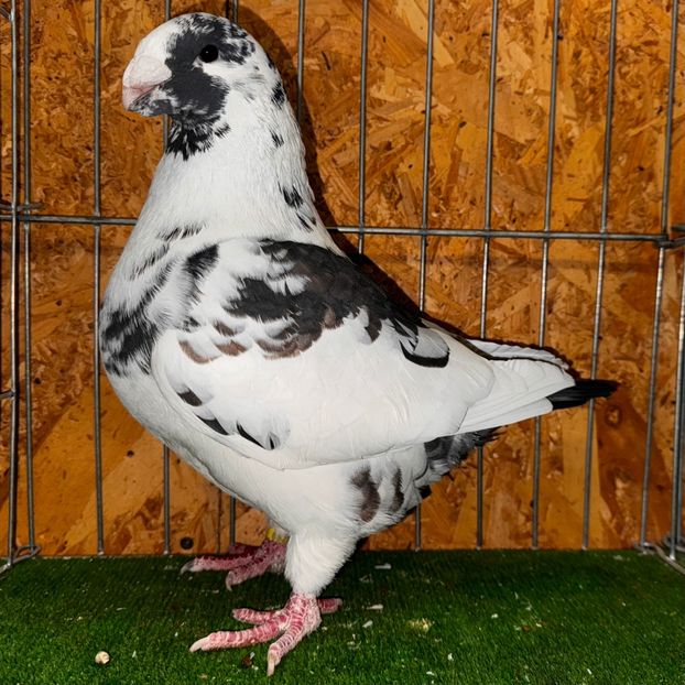  - Masculi pentru 2025