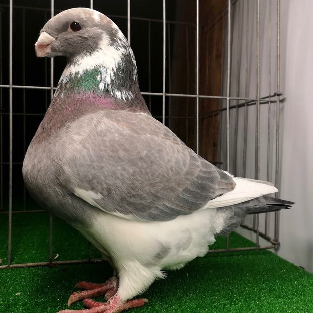  - Masculi pentru 2025