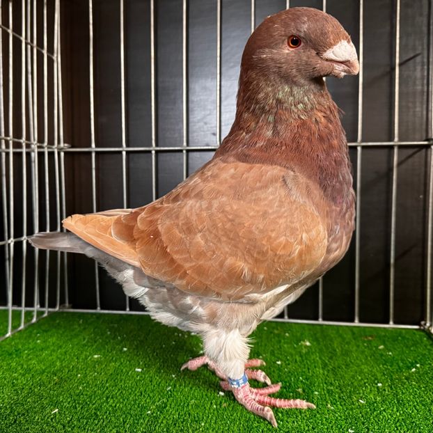  - Masculi pentru 2025