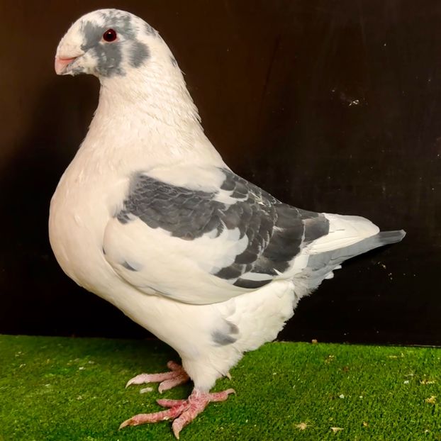  - Masculi pentru 2025