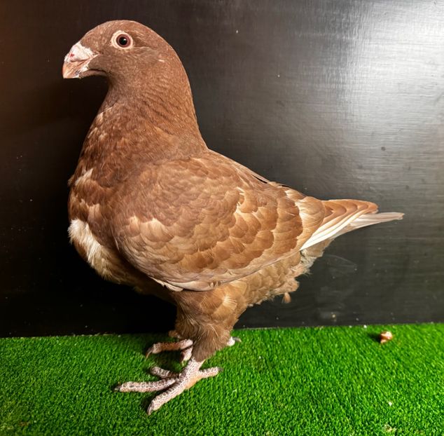  - Masculi pentru 2025