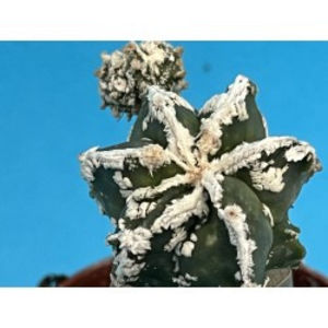 Astrophytum myriostigma 'Fukuryu Rampou' - Astrophytum myriostigma Fukuryu Rampou