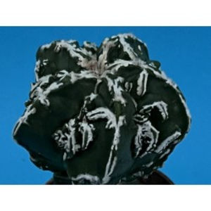 Astrophytum myriostigma 'Fukuryu' - Astrophytum myriostigma fukuryu