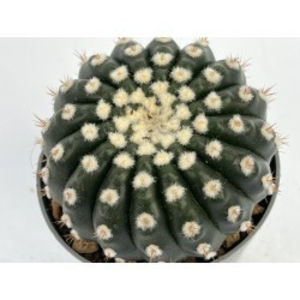 Notocactus uebelmannianus 'Inermis' - Notocactus uebelmannianus Inermis