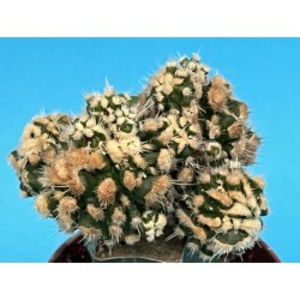 Stenocactus albatus 'Monstruosus' - Echinofossulocactus albatus Monstruosus