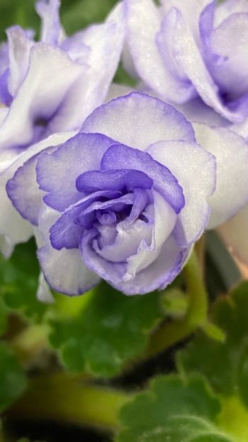  - Rococo bicolor