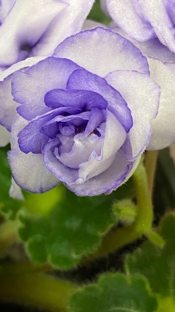  - Rococo bicolor