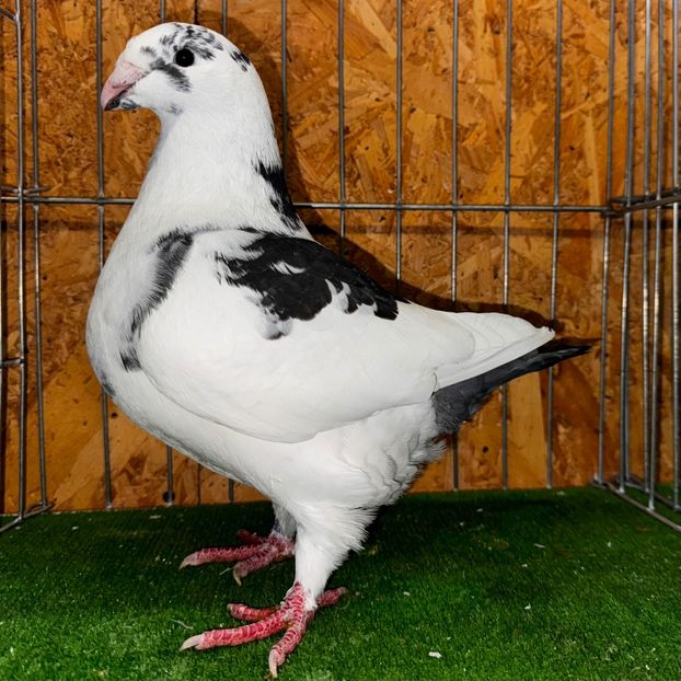  - Femele pentru 2025