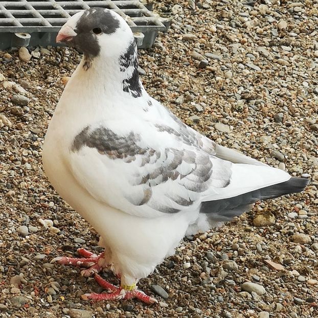  - Femele pentru 2025