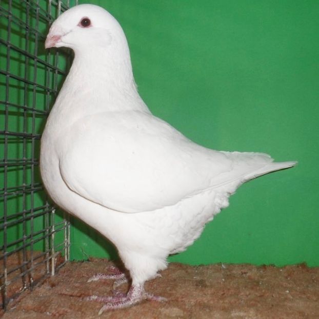  - Femele pentru 2025