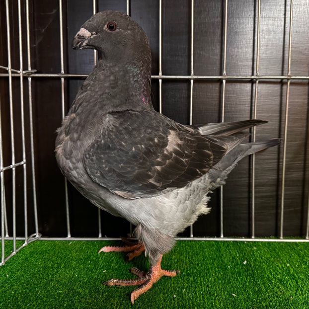  - Femele pentru 2025