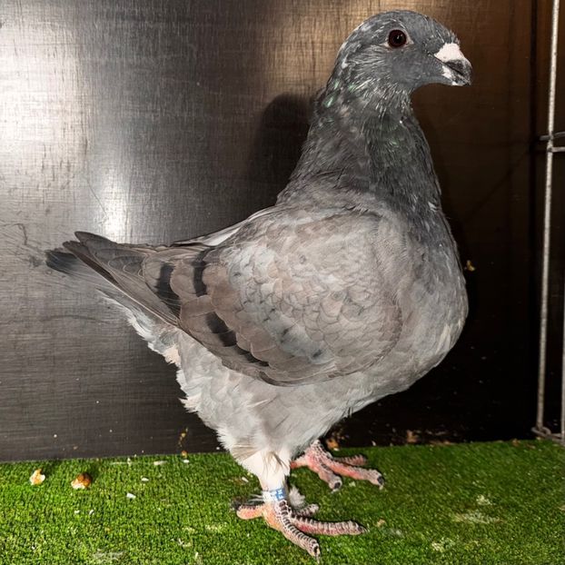  - Femele pentru 2025