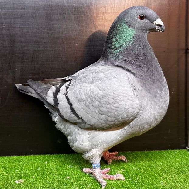  - Femele pentru 2025